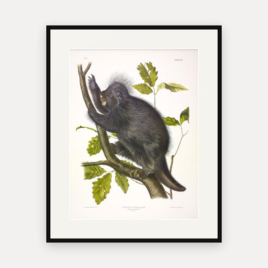Canada Porcupine · Plate 36 · Audubon - Quadrupeds of North America Print framed print