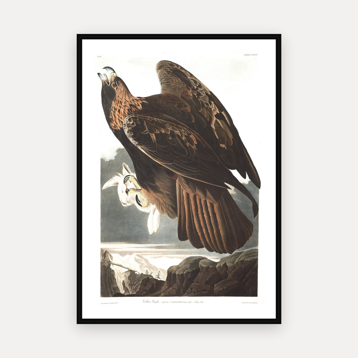 Golden Eagle · Plate 181 · Audubon - Birds of America Print