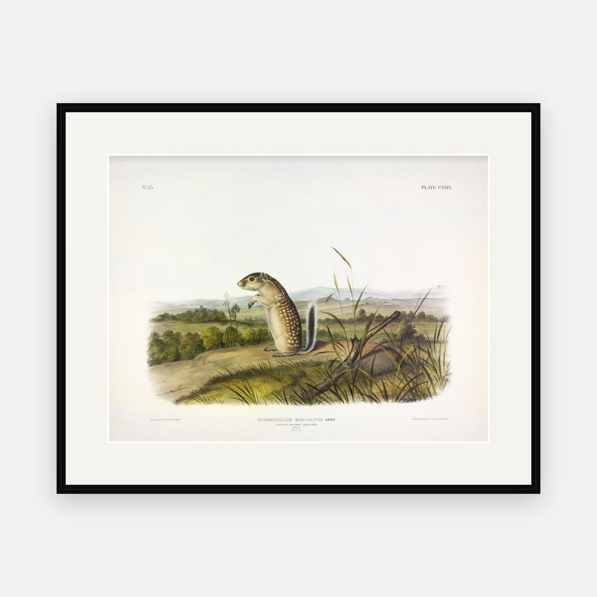 Mexican Marmot-Squirrel · Plate 124 · Audubon - Quadrupeds of North America Print framed print