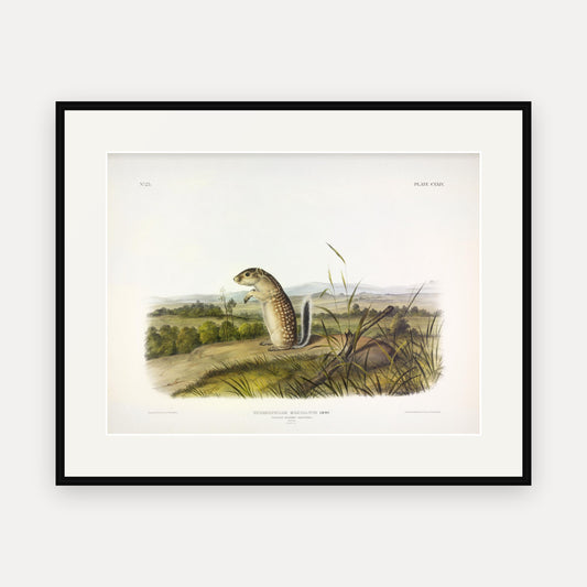 Mexican Marmot-Squirrel · Plate 124 · Audubon - Quadrupeds of North America Print framed print