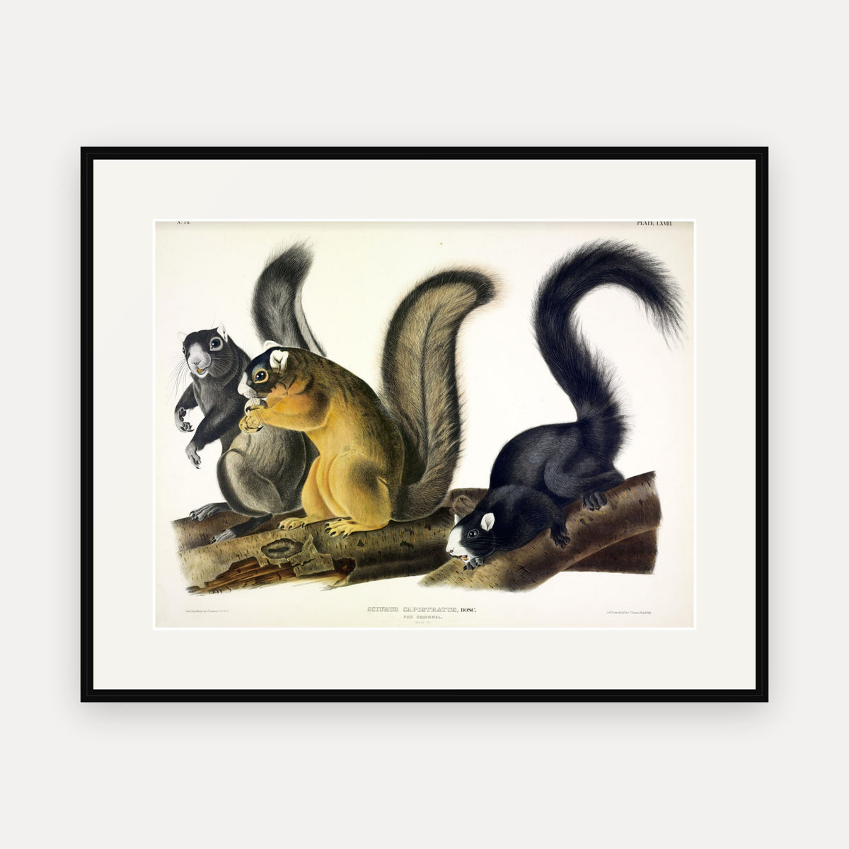 Fox Squirrel · Plate 68 · Audubon - Quadrupeds of North America Print framed print
