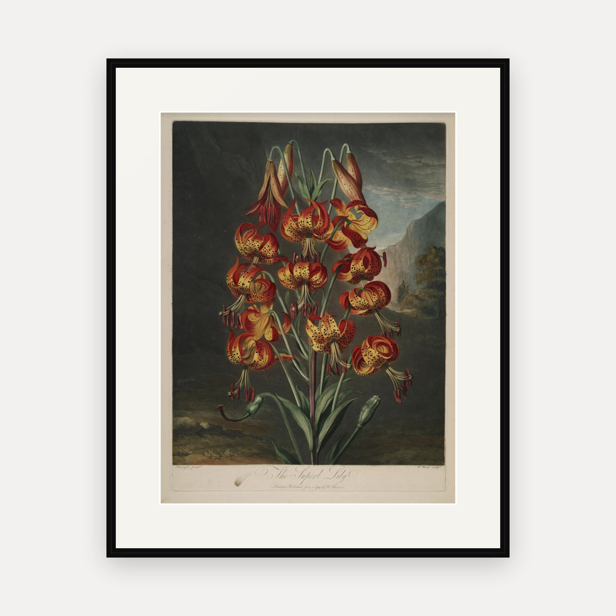 The Superb Lily · Thornton's Temple of Flora · Vintage Botanical Print