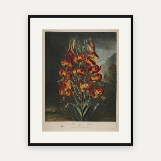The Superb Lily · Thornton's Temple of Flora · Vintage Botanical Print