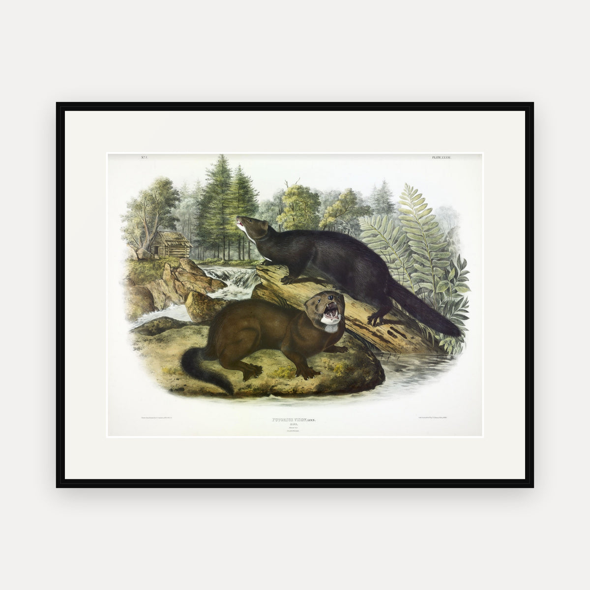 Mink · Plate 33 · Audubon - Quadrupeds of North America Print framed print