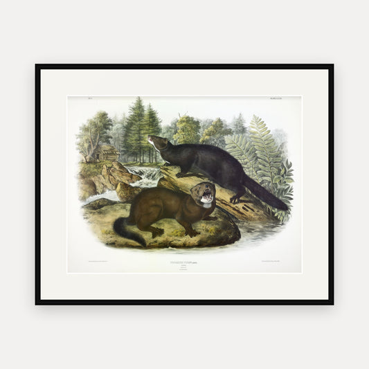Mink · Plate 33 · Audubon - Quadrupeds of North America Print framed print
