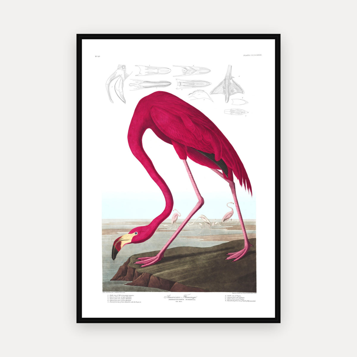 American Flamingo · Plate 431 · Audubon - Birds of America Print