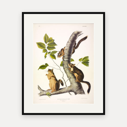Douglass's Squirrel · Plate 48 · Audubon - Quadrupeds of North America Print framed print