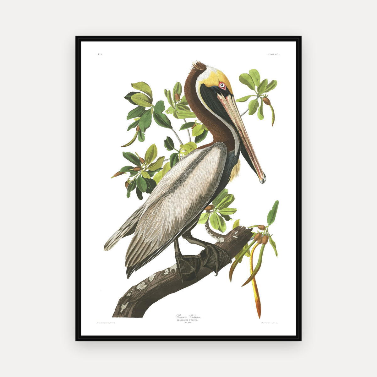 Brown Pelican · Plate 251 · Audubon - Birds of America Print