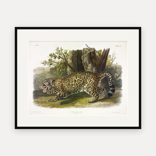 Jaguar · Plate 101 · Audubon - Quadrupeds of North America Print framed print