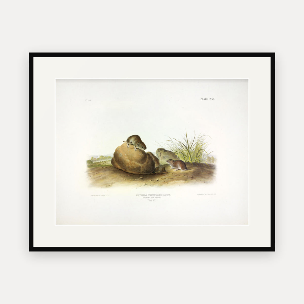 Leconte's Pine Mouse · Plate 80 · Audubon - Quadrupeds of North America Print framed print