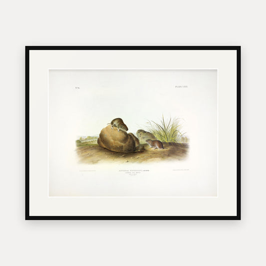 Leconte's Pine Mouse · Plate 80 · Audubon - Quadrupeds of North America Print framed print