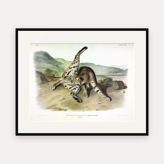 Texan Lynx · Plate 92 · Audubon - Quadrupeds of North America Print framed print