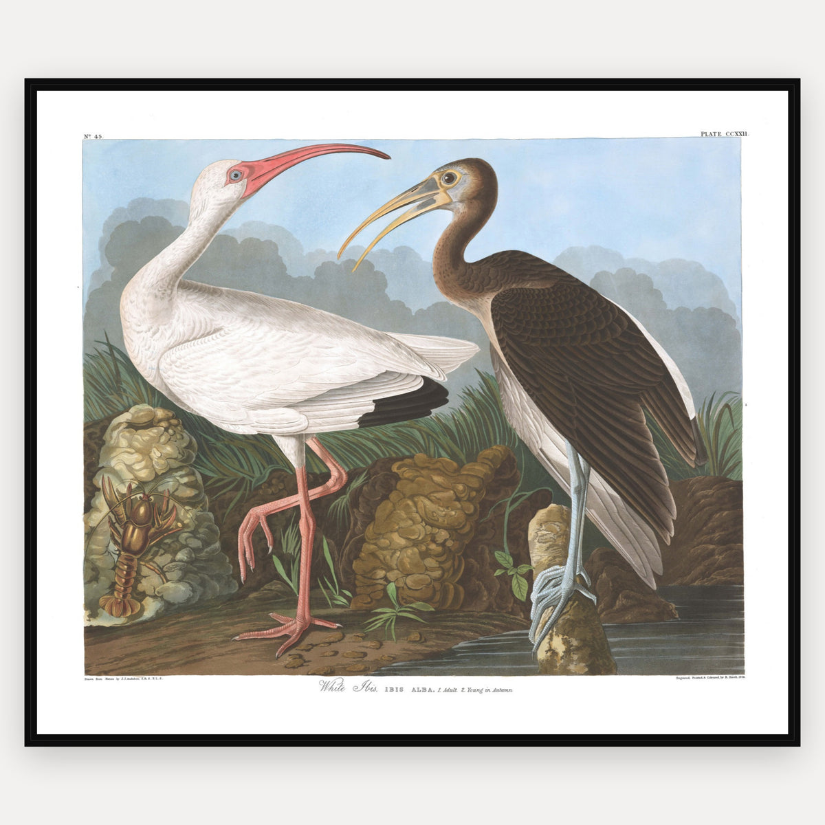 White Ibis · Plate 222 · Audubon - Birds of America Print