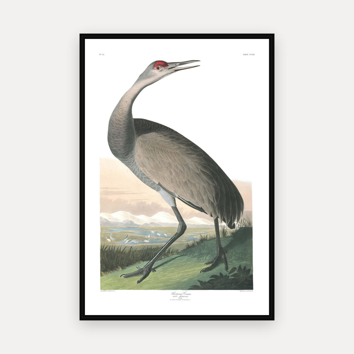 Hooping Crane · Plate 261 · Audubon - Birds of America Print