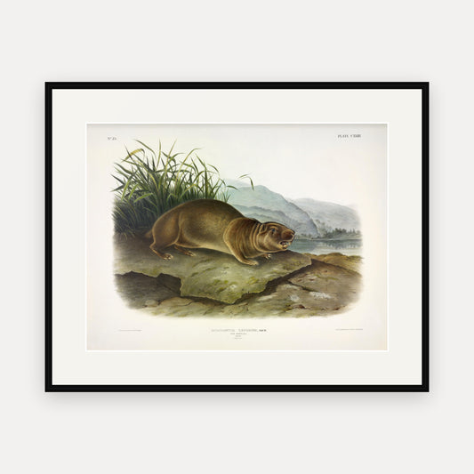 Sewellel · Plate 123 · Audubon - Quadrupeds of North America Print framed print