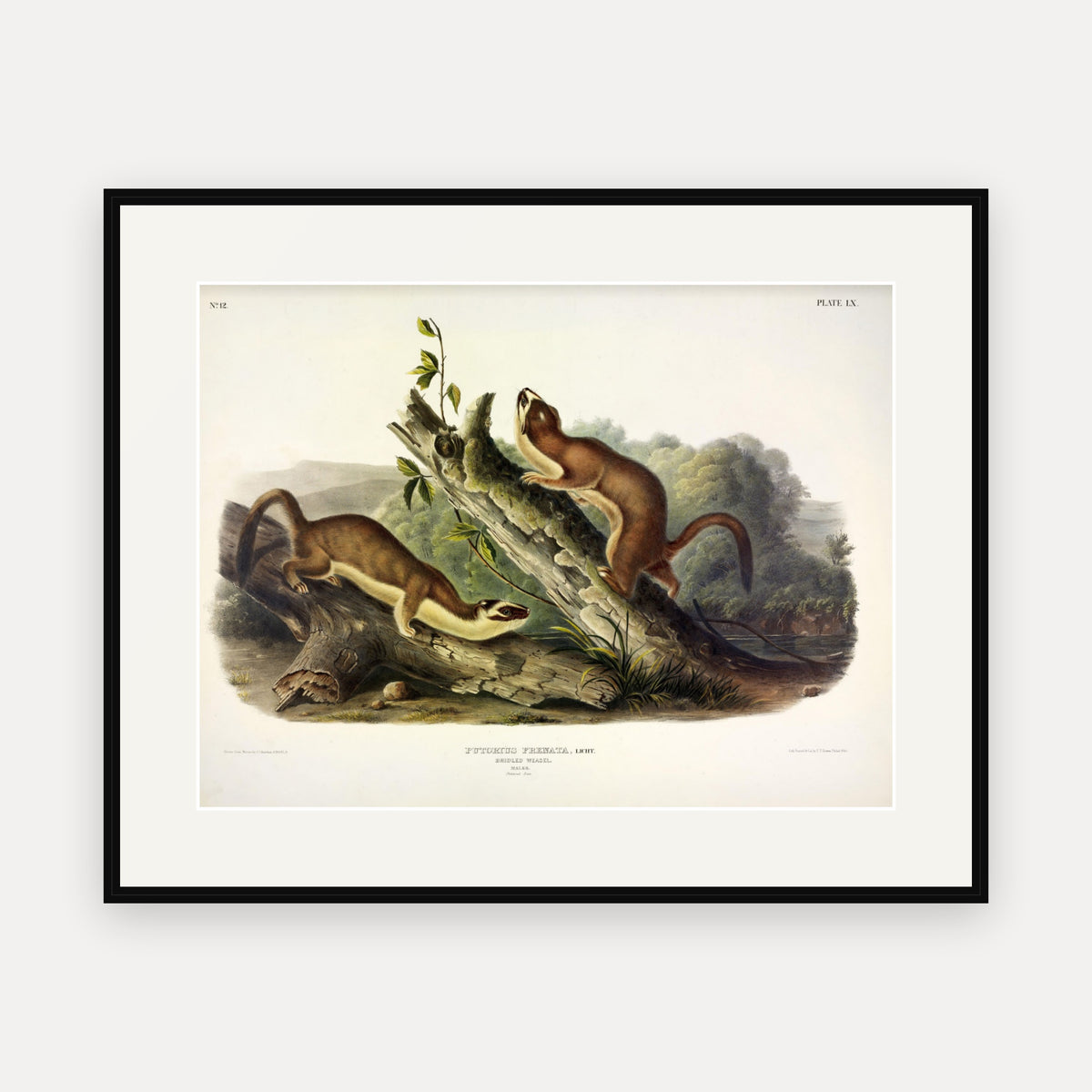 Bridled Weasel · Plate 60 · Audubon - Quadrupeds of North America Print framed print