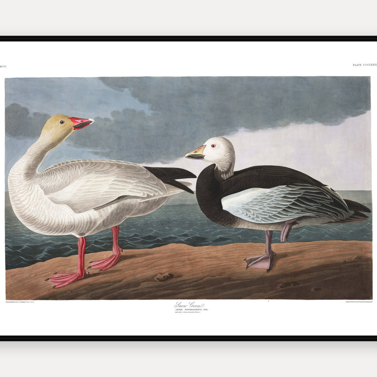 Snow Goose · Plate 381 · Audubon - Birds of America Print
