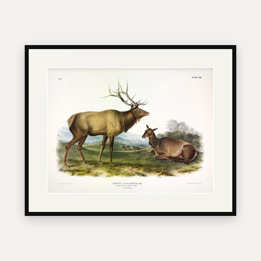American Elk · Plate 62 · Audubon - Quadrupeds of North America Print framed print