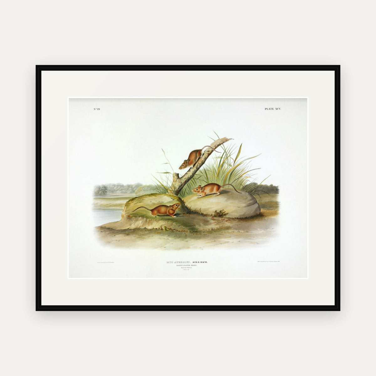 Orange Coloured Mouse · Plate 95 · Audubon - Quadrupeds of North America Print framed print