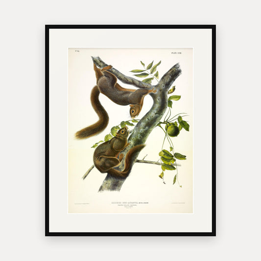 Orange-bellied Squirrel · Plate 58 · Audubon - Quadrupeds of North America Print framed print