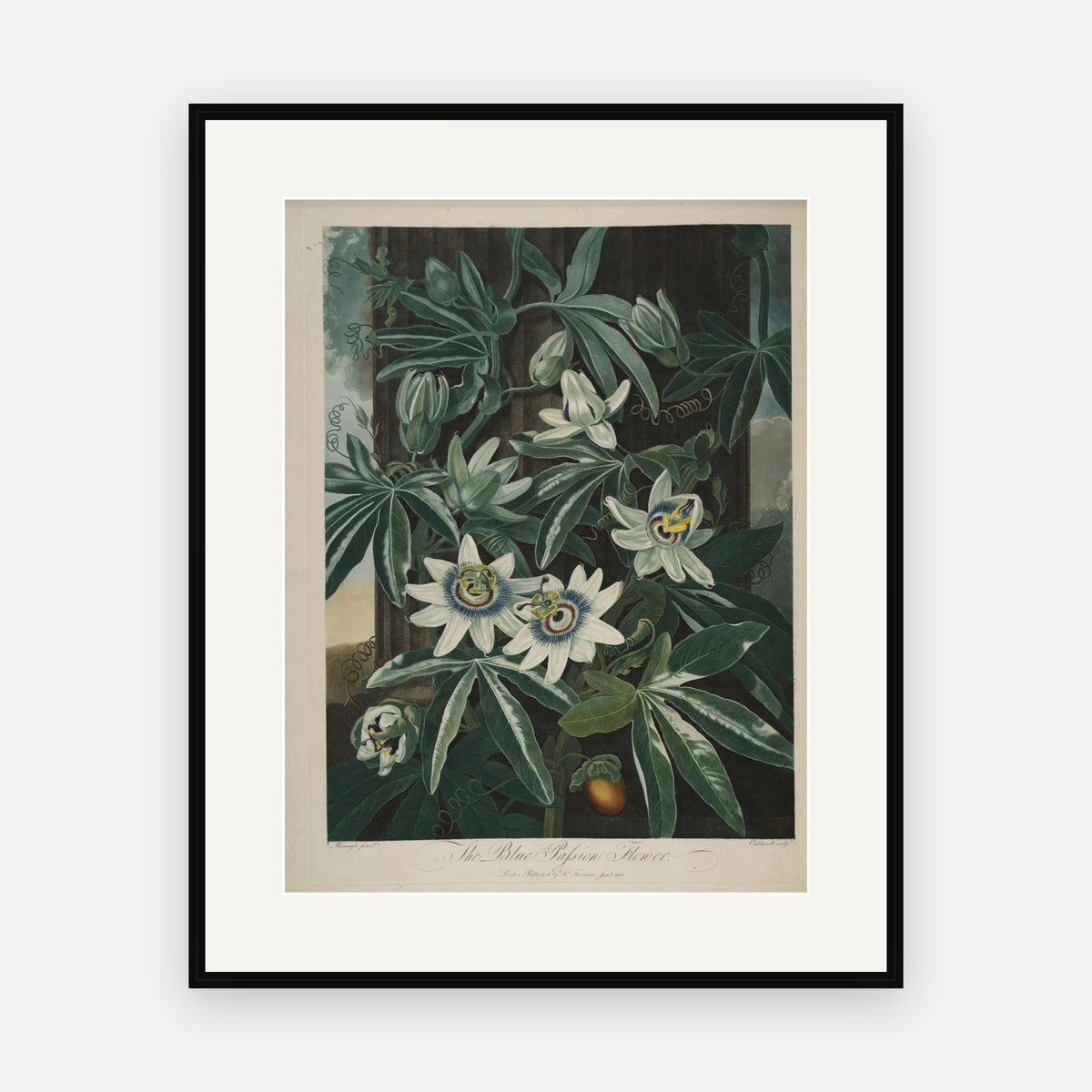 The Blue Passion Flower · Thornton's Temple of Flora · Vintage Botanical Print