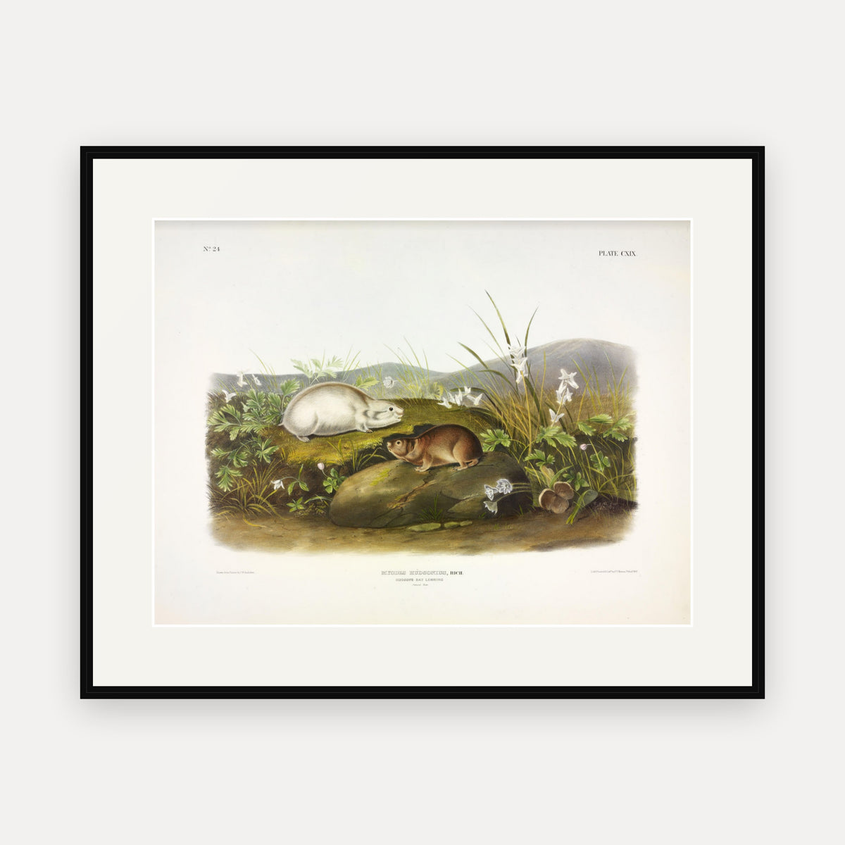 Hudson's Bay Lemming · Plate 119 · Audubon - Quadrupeds of North America Print framed print