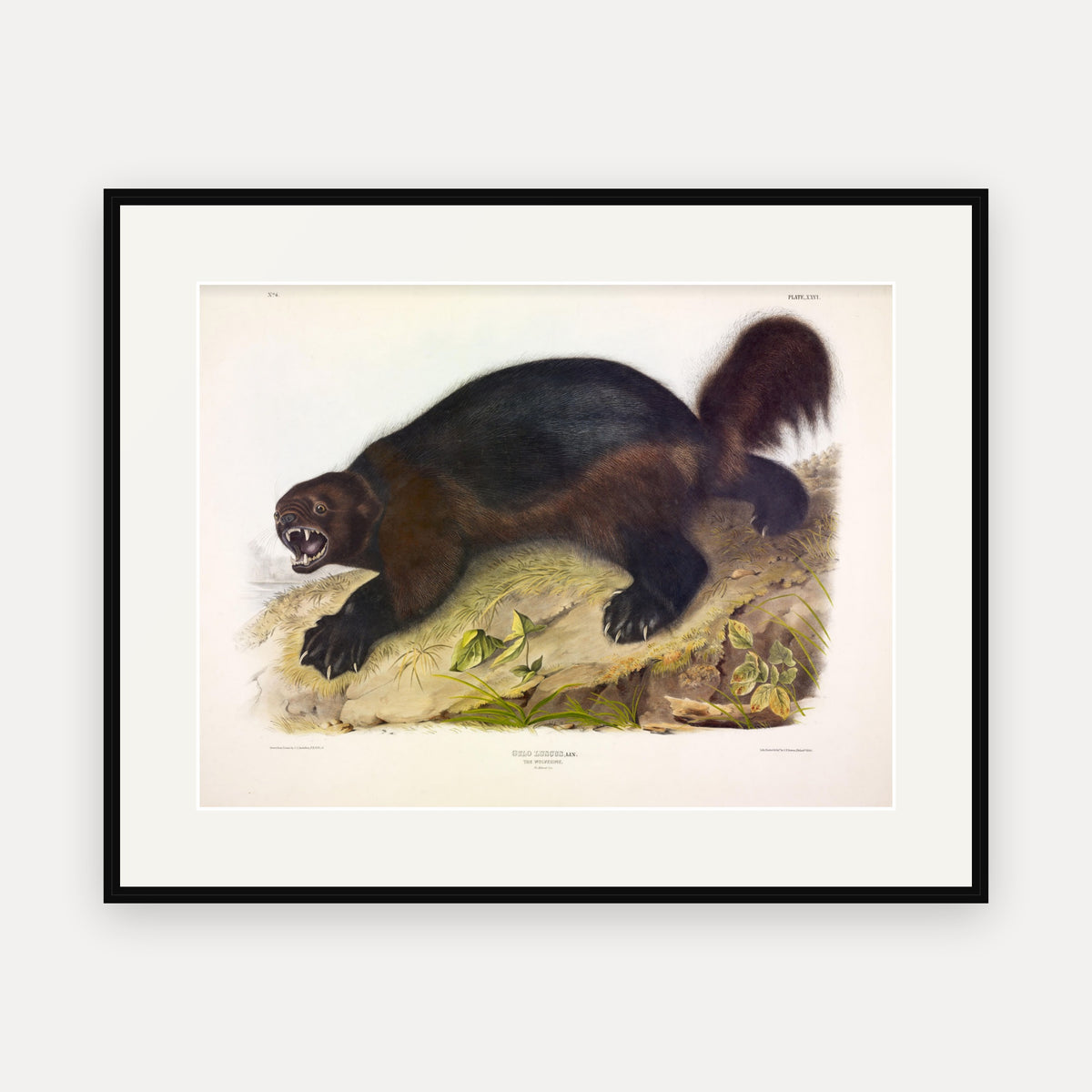 Wolverine · Plate 26 · Audubon - Quadrupeds of North America Print framed print