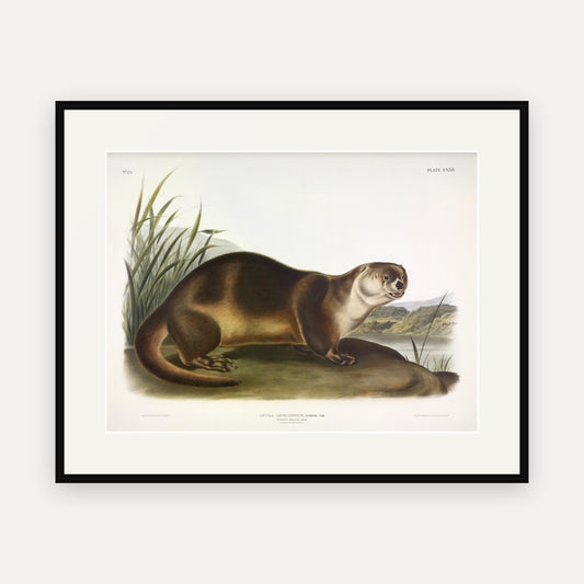 Canada Otter · Plate 122 · Audubon - Quadrupeds of North America Print framed print
