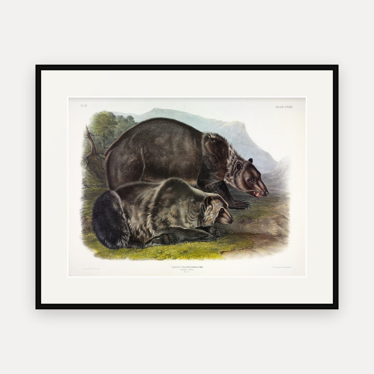Grizzly Bear · Plate 131 · Audubon - Quadrupeds of North America Print framed print