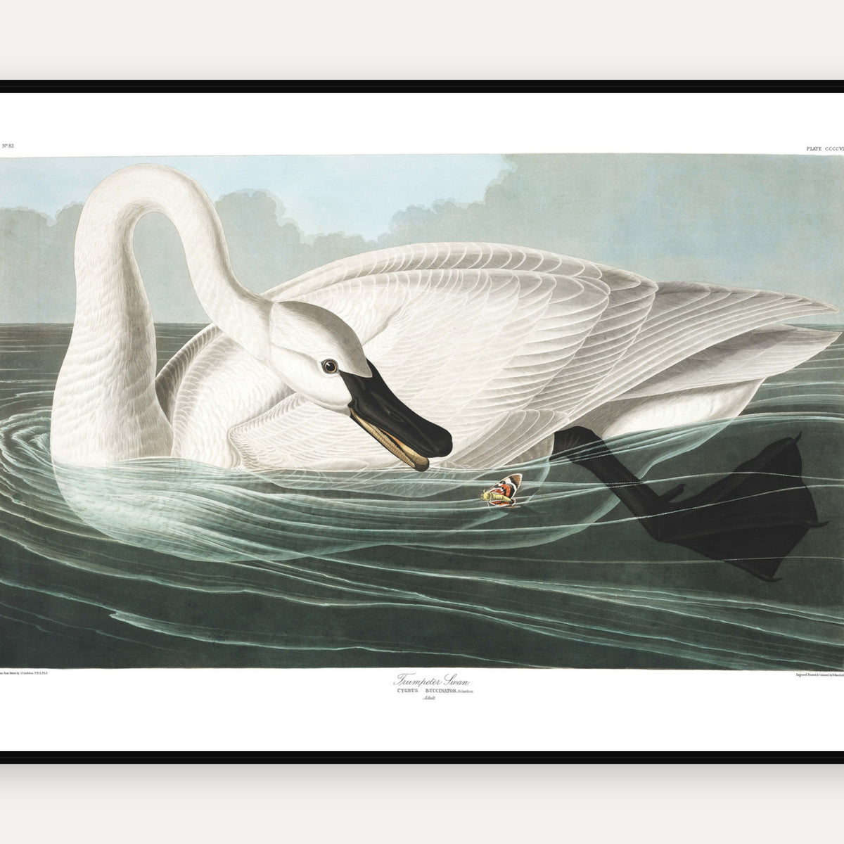 Trumpeter Swan · Plate 406 · Audubon - Birds of America Print