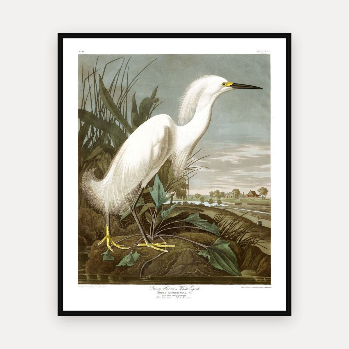 Snowy Heron, or White Egret · Plate 242 · Audubon - Birds of America Print