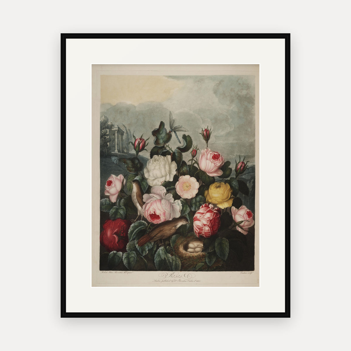 Roses · Thornton's Temple of Flora · Vintage Botanical Print