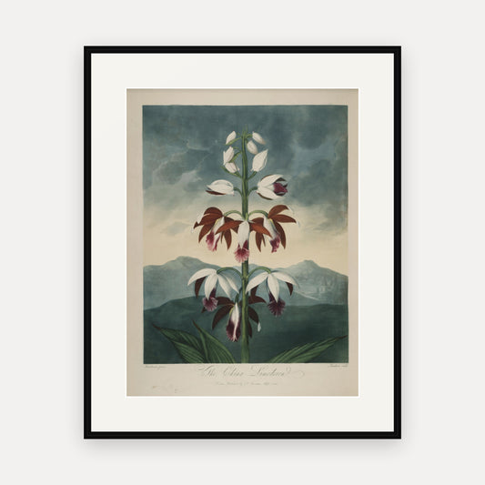 The China Limodoron · Thornton's Temple of Flora · Vintage Botanical Print