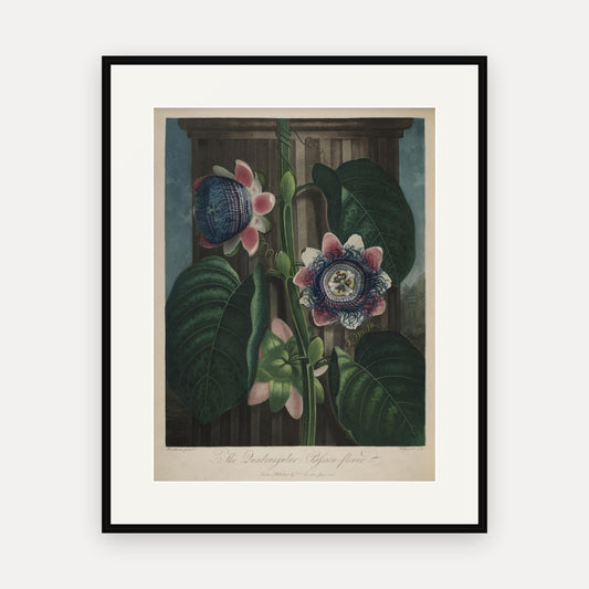 The Quadrangular Passion Flower · Thornton's Temple of Flora · Vintage Botanical Print