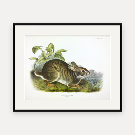 Swamp Hare · Plate 37 · Audubon - Quadrupeds of North America Print framed print