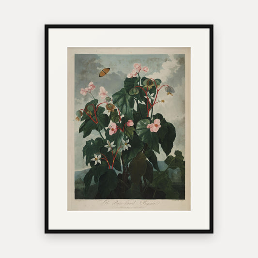 The Oblique-leaved Begonia · Thornton's Temple of Flora · Vintage Botanical Print