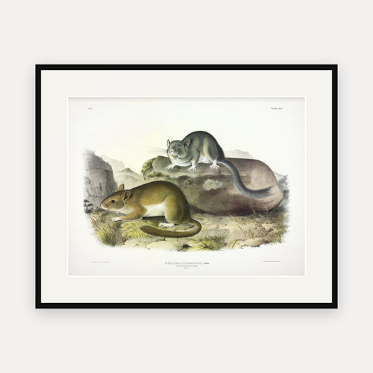 Rocky Mountain Neotoma · Plate 29 · Audubon - Quadrupeds of North America Print framed print