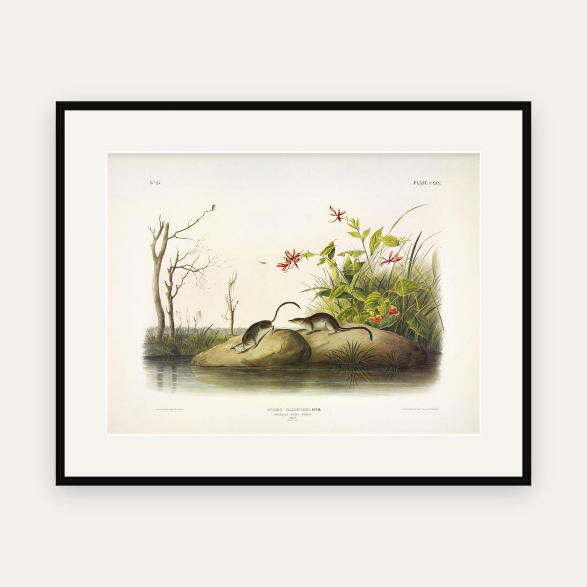 American Marsh-Shrew · Plate 125 · Audubon - Quadrupeds of North America Print framed print