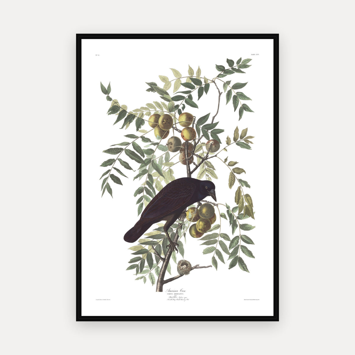 American Crow · Plate 156 · Audubon - Birds of America Print