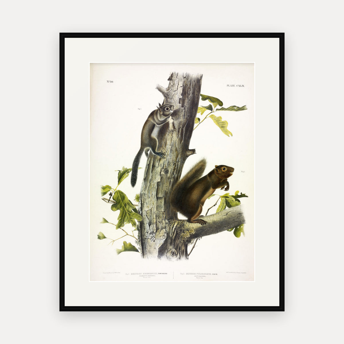 Fremont's and Sooty Squirrels · Plate 149 · Audubon - Quadrupeds of North America Print framed print
