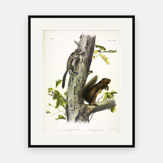 Fremont's and Sooty Squirrels · Plate 149 · Audubon - Quadrupeds of North America Print framed print