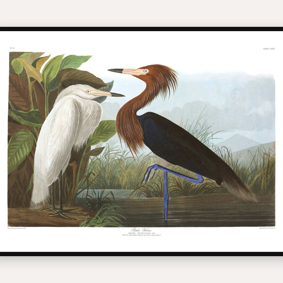 Purple Heron · Plate 256 · Audubon - Birds of America Print