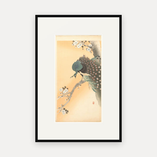 Peacock in a Cherry Tree · Ohara Koson · Japanese Woodblock Print