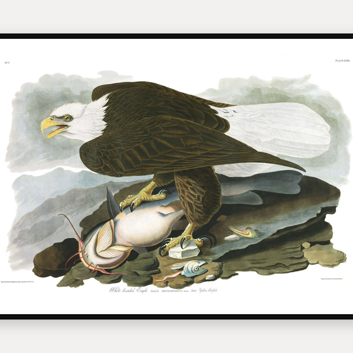 White-headed Eagle · Plate 31 · Audubon - Birds of America Print