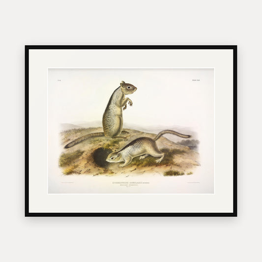 Douglass's Spermophile · Plate 49 · Audubon - Quadrupeds of North America Print framed print