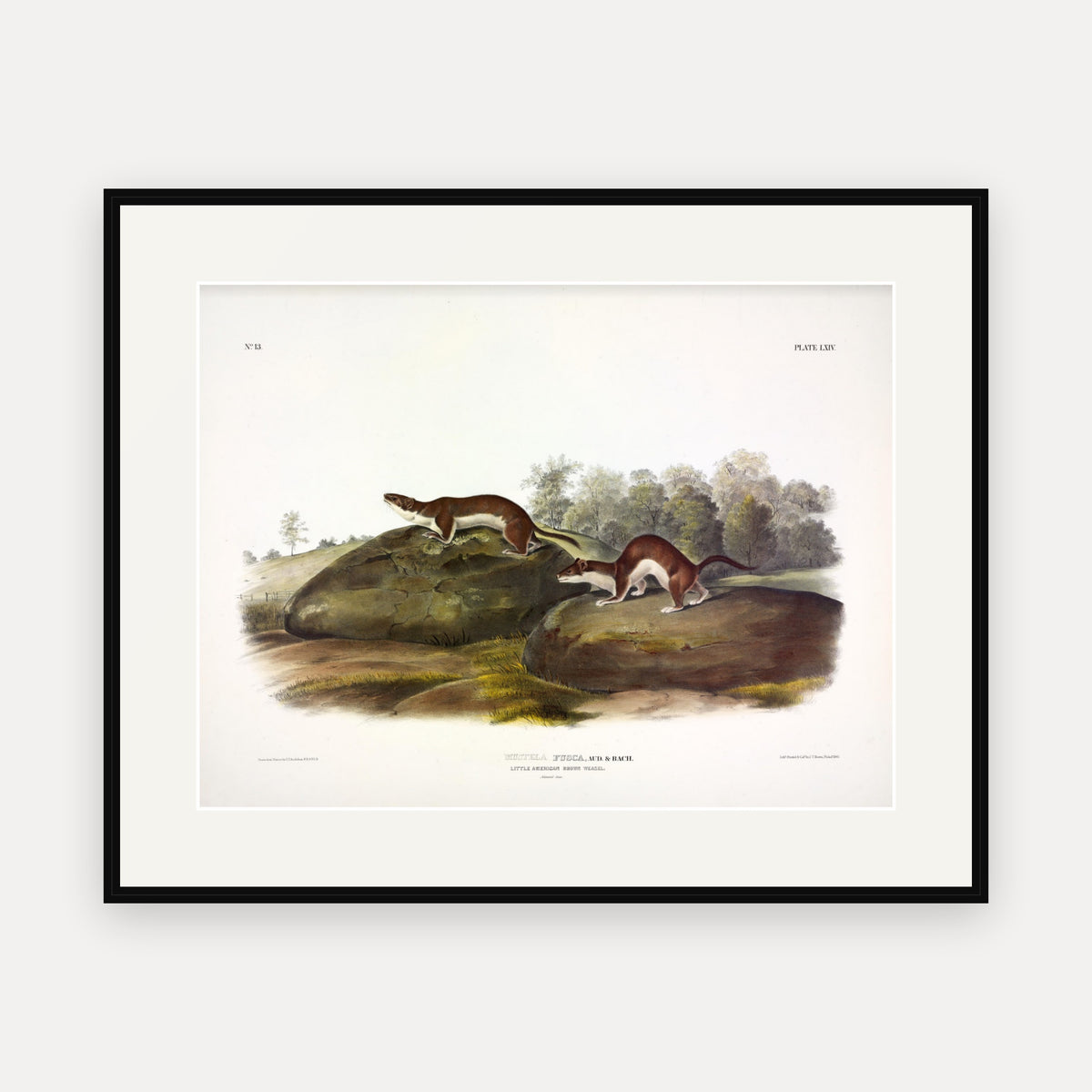 Little Brown Weasel · Plate 64 · Audubon - Quadrupeds of North America Print framed print