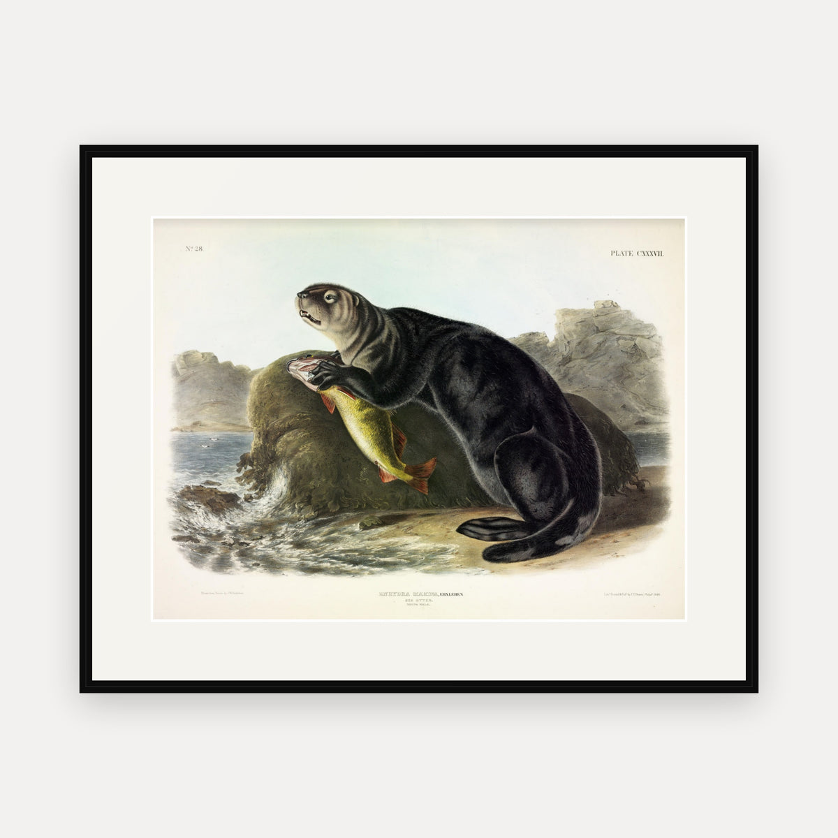 Sea Otter · Plate 137 · Audubon - Quadrupeds of North America Print framed print