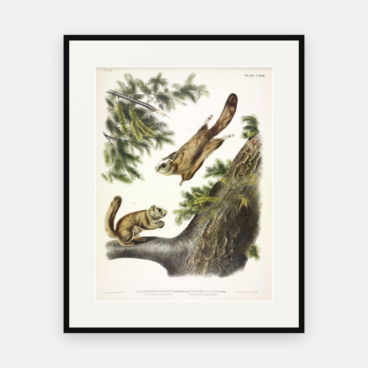 Severn River and Rocky Mountain Flying Squirrels · Plate 143 · Audubon - Quadrupeds of North America Print framed print