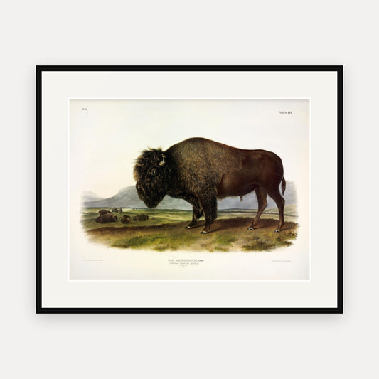 American Bison · Plate 56 · Audubon - Quadrupeds of North America Print framed print
