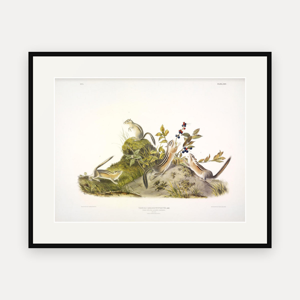 Four-striped Ground Squirrel · Plate 24 · Audubon - Quadrupeds of North America Print framed print